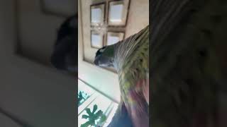 핸드폰만 보면 올라타는 앵무새 #앵무새 #코뉴어