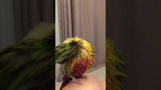 ‪당황한 표정의 소망이‬(코뉴어)