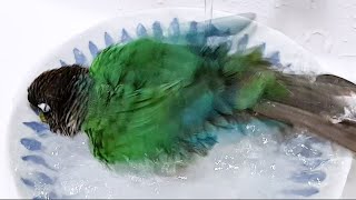 앵무새는 목욕을 어떻게 할까? #혼자서도 잘해요