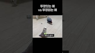 뚜껑있는 애 vs 뚜껑없는 애  회색앵무 잠바 모란앵무…