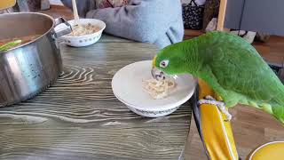아마존앵무새가 국수를 엄청 맛있게 먹어요.