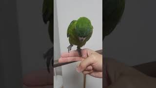 한스마카우 너울 처음으로 다가올때.