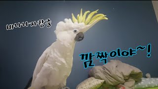 자기 놀랐다고 엄청 화내는 앵무새/노래하고 춤추는 환상…