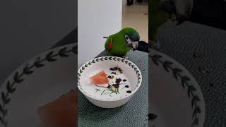 수박먹는 한스마카우에요!!맛있다 남발