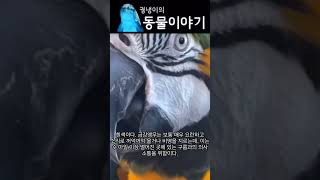 아기 청금강 앵무새의 첫 목욕 !