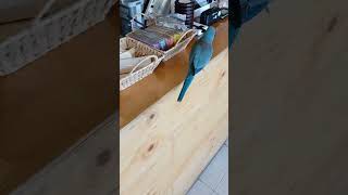 장난감을 가지고 노는 퀘이커 앵무새