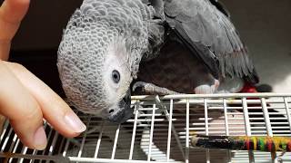 쓰담쓰담 해달라고 애교부리는 회색앵무 춘심이♡