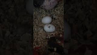 뉴기니아 와 마카우 뉴기니아 알 파각 모습 - 천둥 eclectus parrot egg hatching