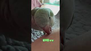 살꼬집!!아야야야 #앵무새 #퀘이커 #parrot #부…