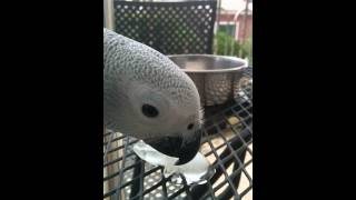 얼음 좋아하는 회색 앵무