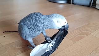 말썽쟁이 앵무새랑 사는 모습