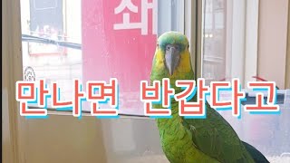 귀여움 주의 앵무새 영상 모음