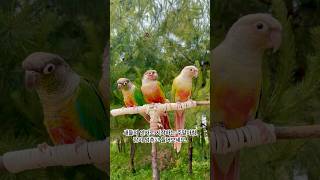 귀여운 코뉴어 앵무새들과 새소리 한잔 하실래요? #코뉴…