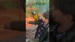 청금강앵무새 만져보기 체험