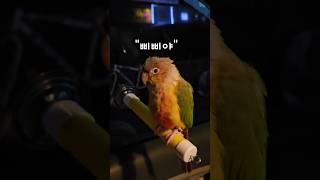 우리 앵무새가 하는 유일한 한마디 #말하는앵무새 #코뉴어 #parrot #우리아이가달라졌어요 #앵무새 #앵무새말