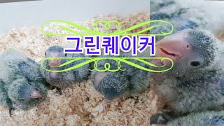 그린퀘이커 2020.05.28 분양 중