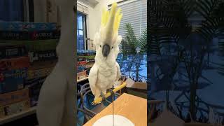 하이브리드 코카투