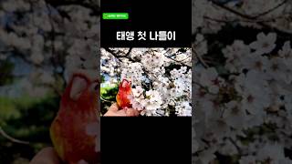 태앵 첫 봄나들이#앵무새#코뉴어#봄#벚꽃#늘해랑