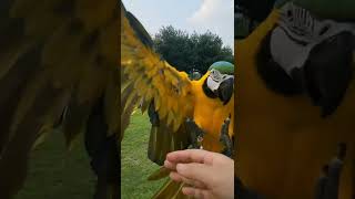 청금강 믿음 호출훈련