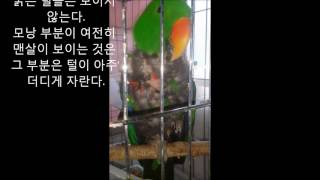 self injury Eclectus parrot th…