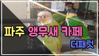파주 앵무새 카페 더패럿 (the parrot) 방문기 l 귀여운 아이들 텐션 (feat.청금강, 세네갈 앵무)