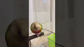 먹을때가 제일 이쁘다 잘 먹으니 이쁘네(코뉴어)