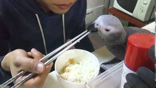 회색앵무/ 아인슈타인과 밥먹기