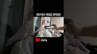 앵무새가 위협받을때의 반응