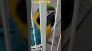 밥먹어서 기분좋은 청금강앵무새 대박이 1 #shorts