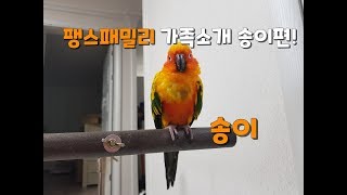 팽스패밀리 가족소개 송이편! (썬코뉴어 소개)