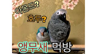 앵무새 먹방 :: 회색앵무 무무와 블루퀘이커 코니의 간…