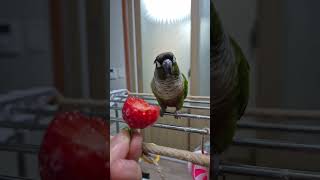 초롱♡연두#딸기가 처음이지!!#반려조 #코뉴어