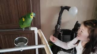 아마존앵무새 말하기훈련