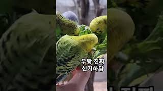 귀여운 앵무새들ㅋㅎㅋㅎㅋ #queen #앵무새 #깃털유머 #shorts #youtube