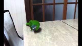 앵두랑 놀아요(노래하는앵무새)