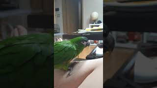 한스마카우 macaw, 오렌쥐 킬러- 수박이;오렌쥐를 …