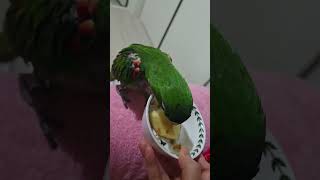 @앵무새.한스마카우.13세.2013년 생. 남자. 이름…