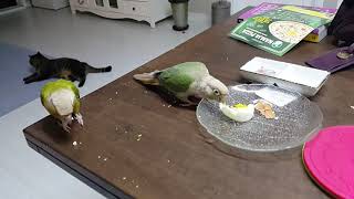 코뉴어 계란주기