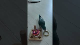 재주부리는앵무새(Gaul does trick like …