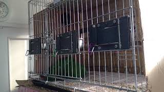 뉴기니아 와 마카우 뉴기니아 교미 영상 20180429…