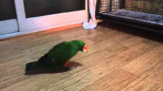 Eclectus Parrot Ball training …
