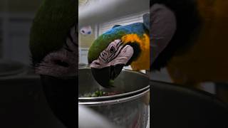 청금강 청일이  (삶은) 콩 먹방