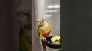 소망이의 일상(코뉴어)