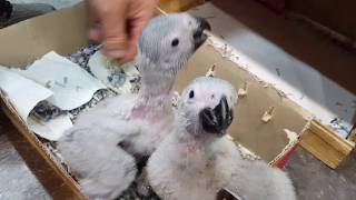 김해 진영 앵무새마을 앵무새카페 회색앵무 이유조 이유식…