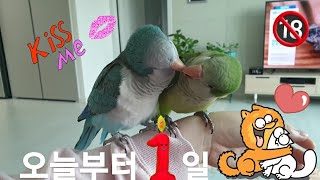 퀘이커앵무새 순도리♡부츄 (오늘부터 1일ㅋㅋㅋㅋ) 너희…