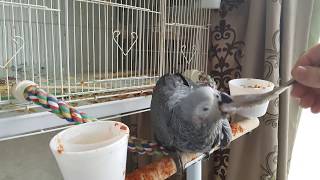 좀비소리내는 앵무새;; 저런소리는 어디서 배웠대ㅋㅋ 모…