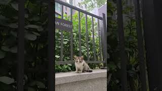 길고양이 미묘와 앵무새 한스마카우 만남2