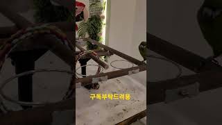 홍금강앵무새 공격하는 한스마카우 #shorts