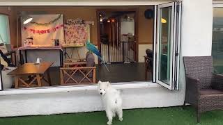 청금강 앵무새와 애견운동장에 가보았다!