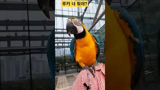 루카 너 뭐야? #macaw #청금강 #청금강앵무새 #앵무새
